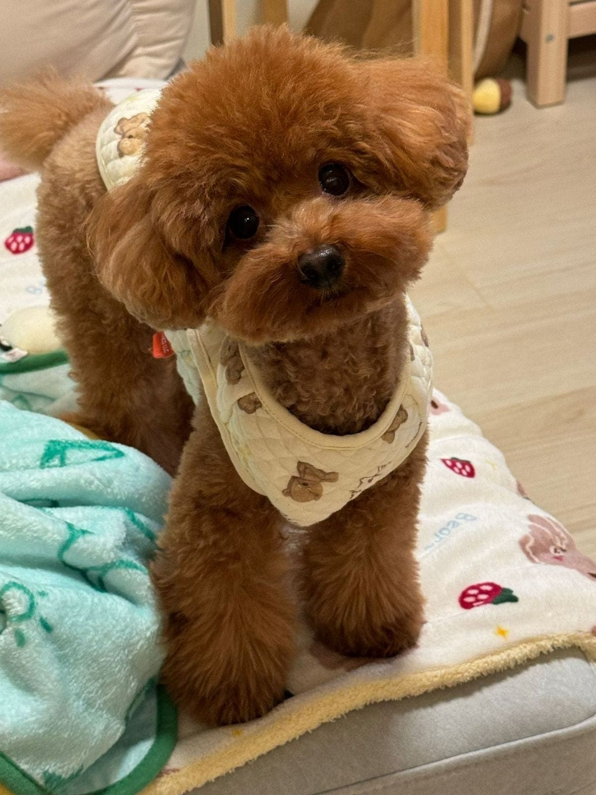 3월 27일에 뽀리 잘 보내고 팔찌 제작햇어요 - 뽀리